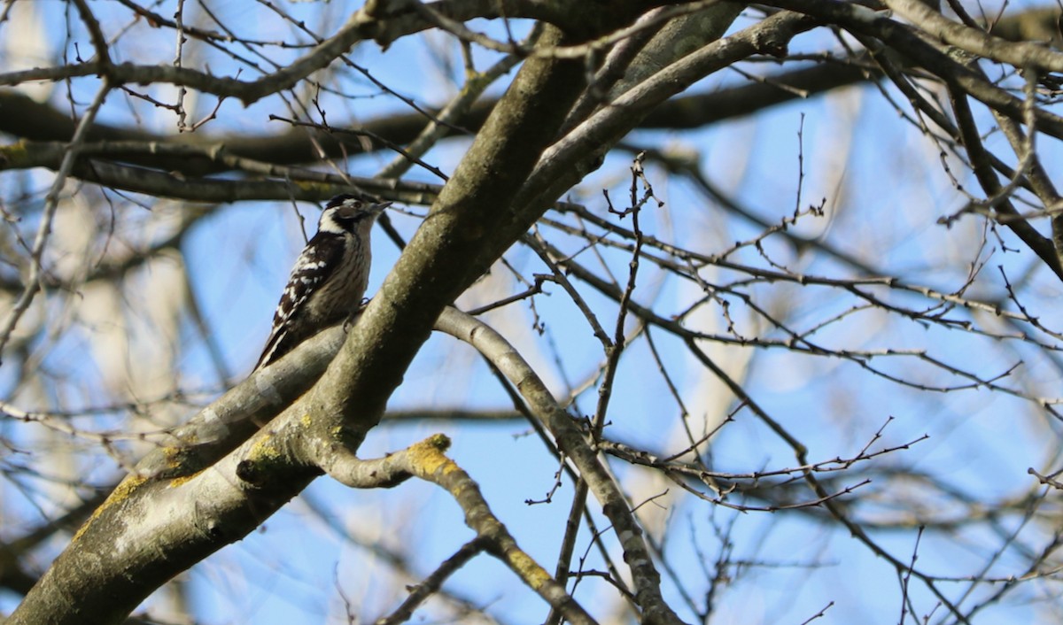 Lesser Spotted Woodpecker - ML292403861