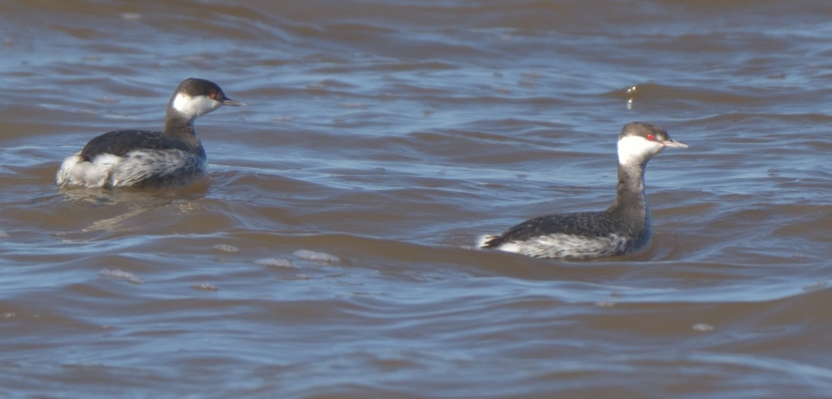 Horned Grebe - ML292404551