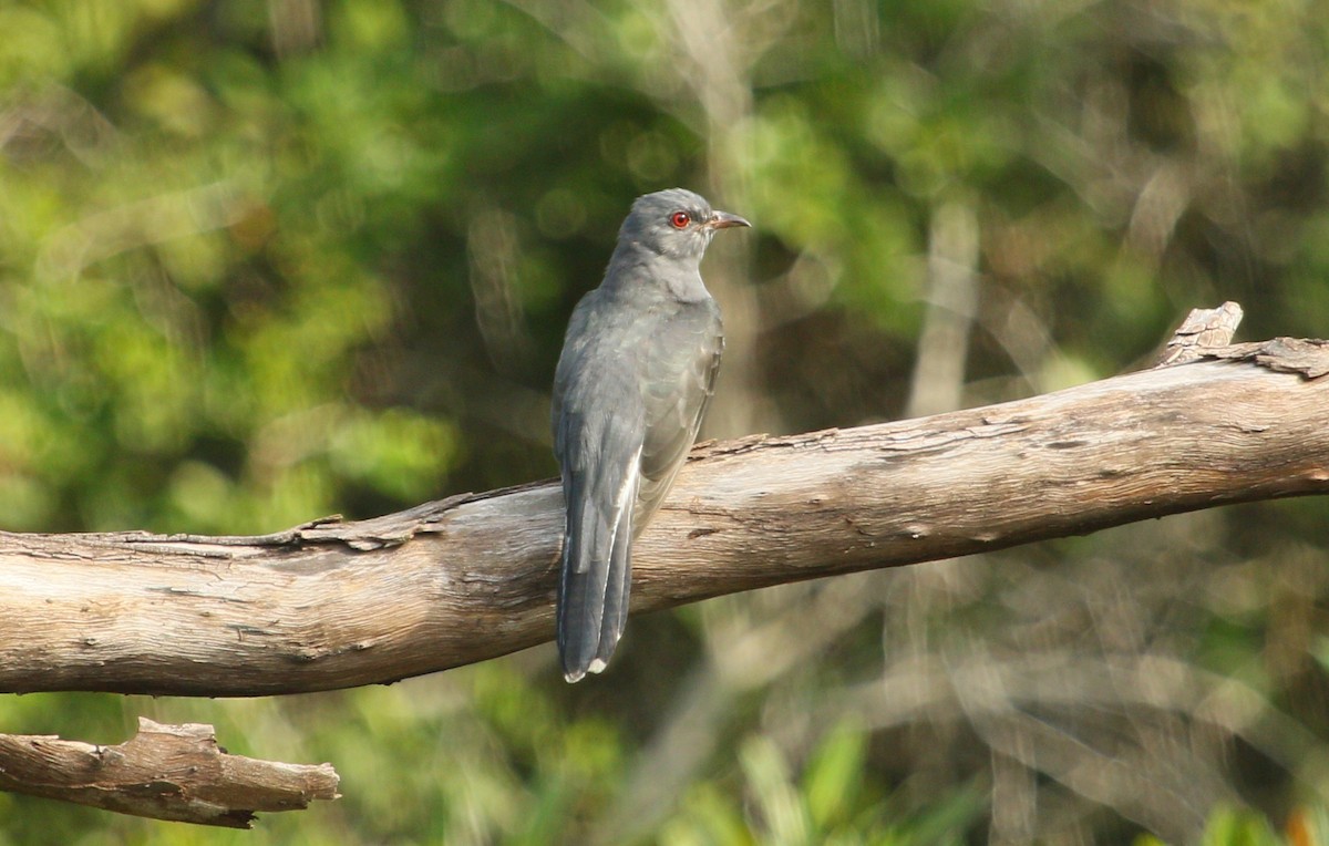 Gray-bellied Cuckoo - ML292405751