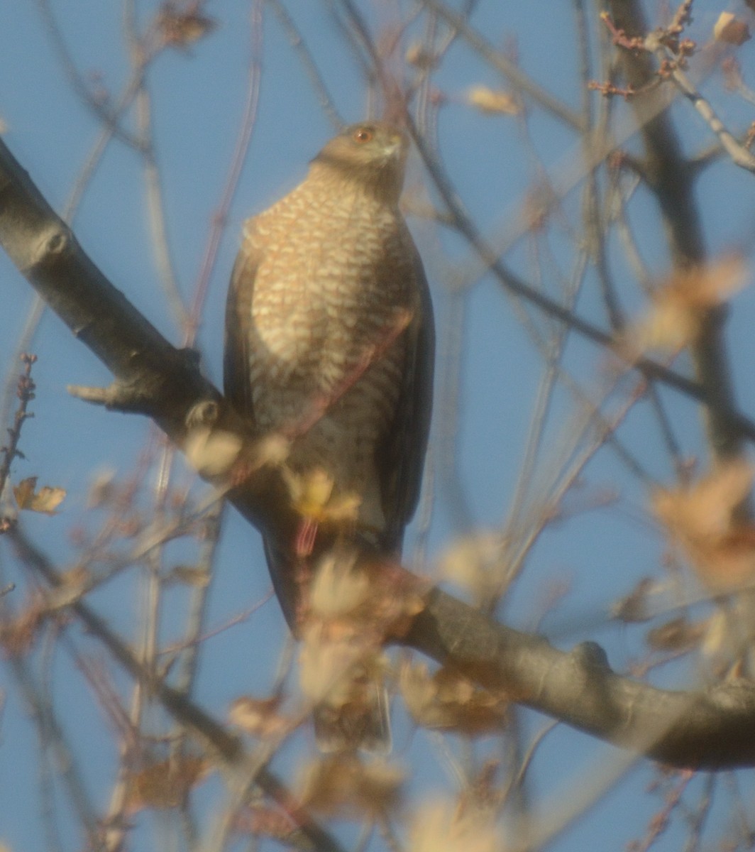 Sharp-shinned Hawk - Mark Nenadov