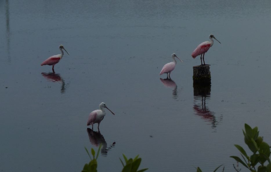 Roseate Spoonbill - ML29240811