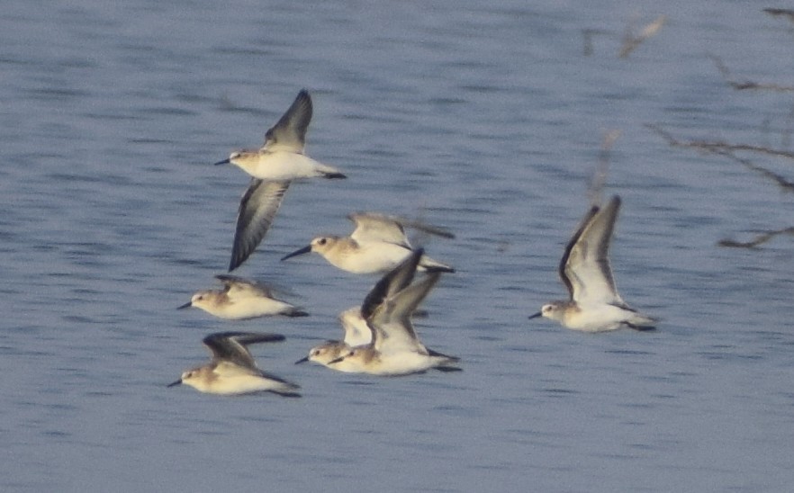 Dunlin - ML292410441