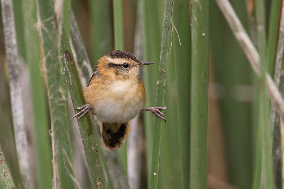 Wren-like Rushbird - ML292412491