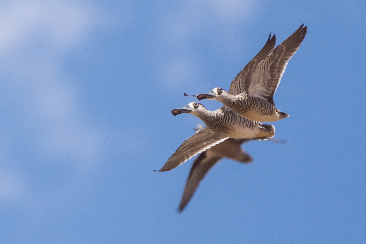 Pink-eared Duck - ML292412651