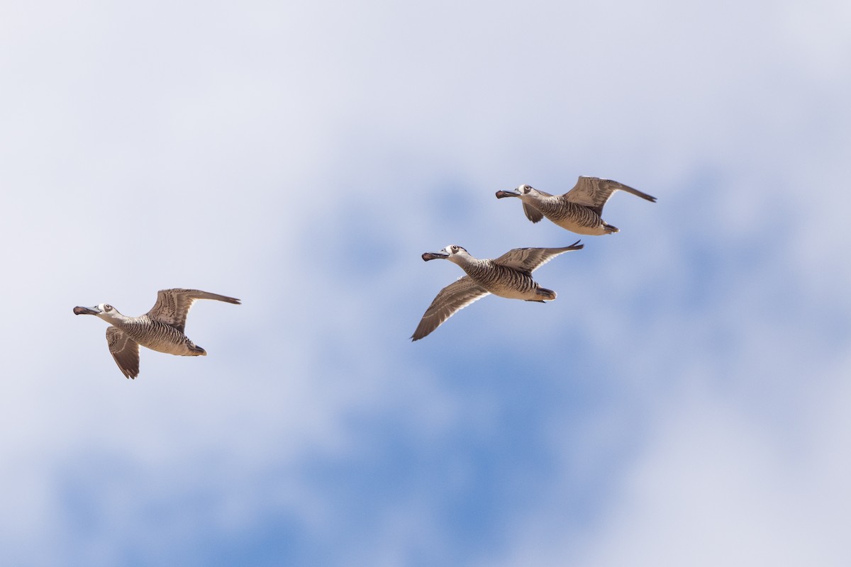 Pink-eared Duck - ML292412701