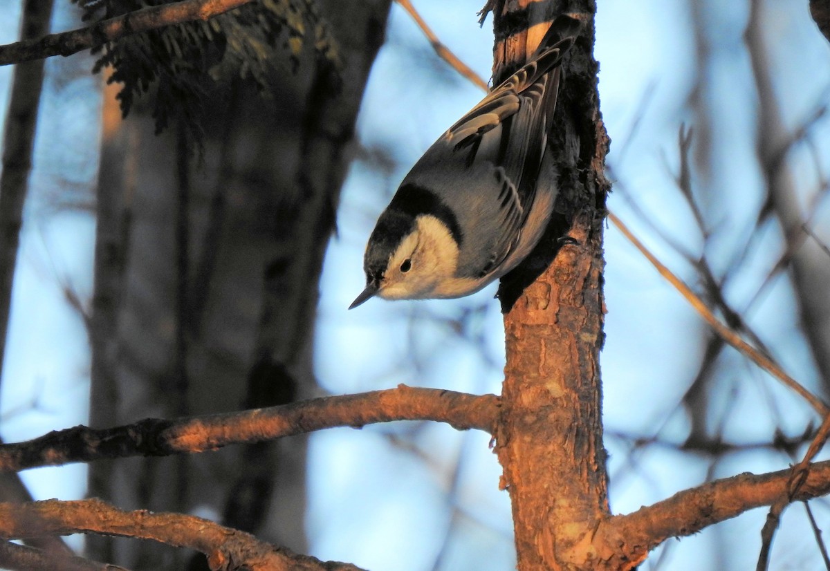 White-breasted Nuthatch - Nicole St-Amant
