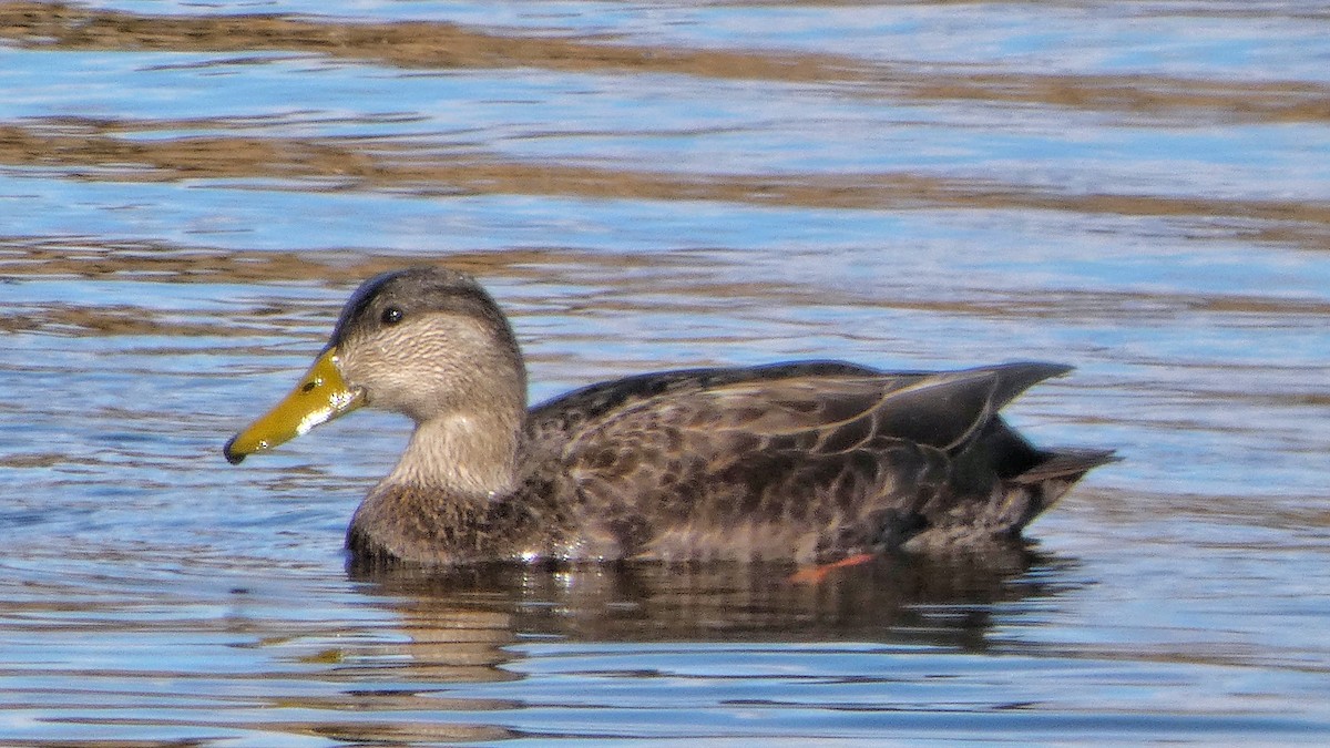 Canard noir - ML292415281