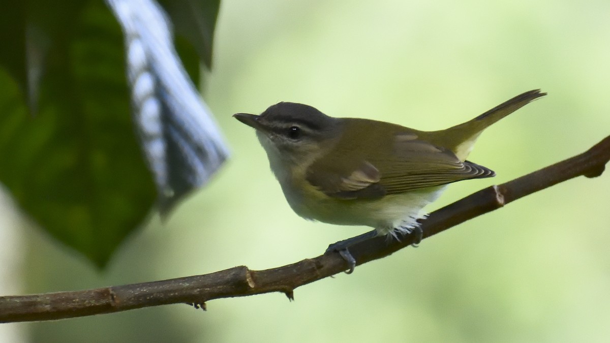 Brown-capped Vireo - ML292416761