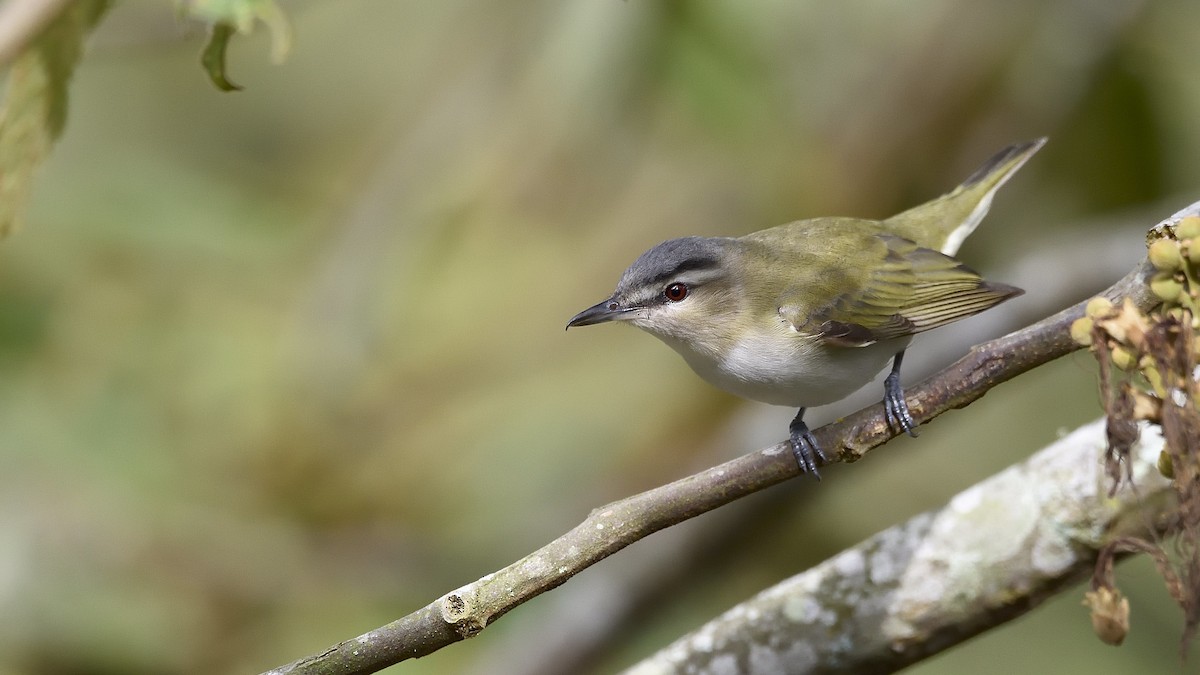 Red-eyed Vireo - ML292417231