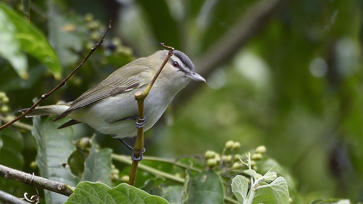 rødøyevireo - ML292417261