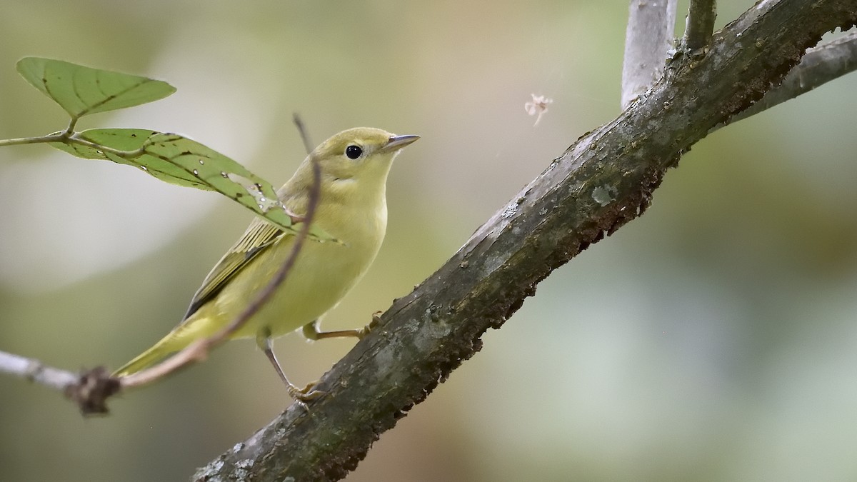 Yellow Warbler - ML292417921