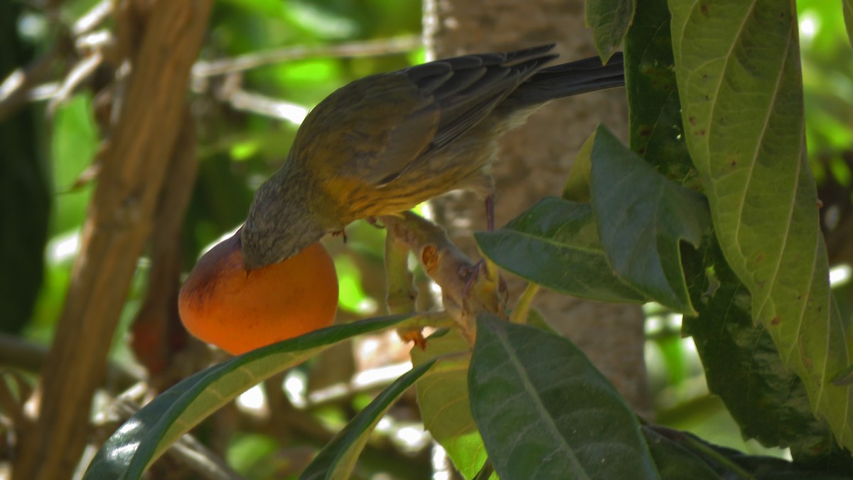 Gray-hooded Sierra Finch (minor) - ML292420131