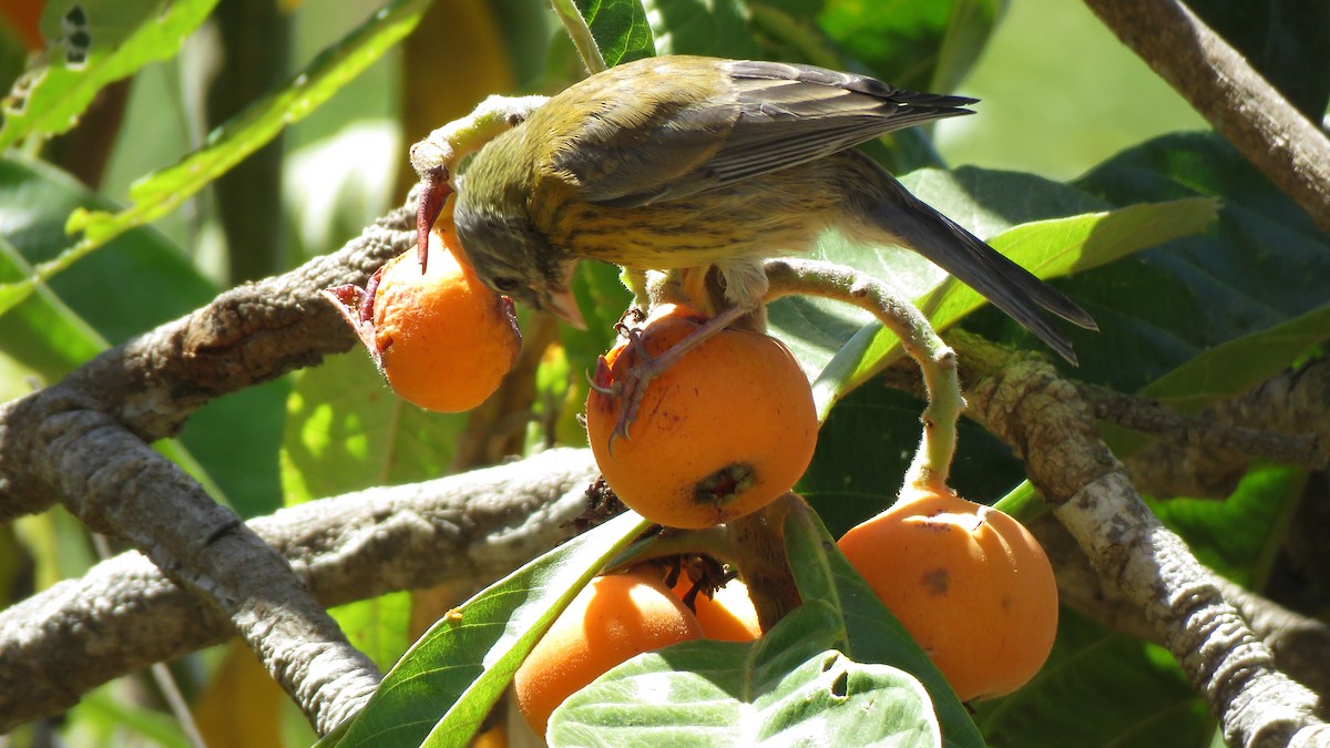 Gray-hooded Sierra Finch (minor) - ML292420141