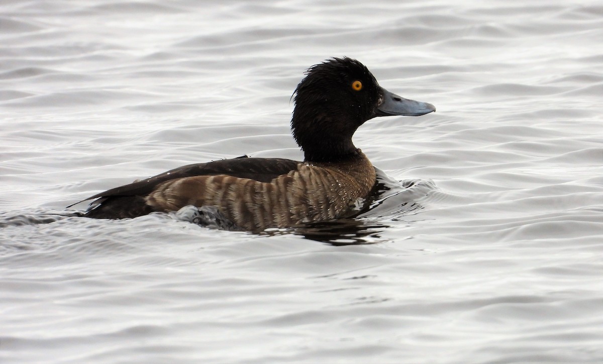 Tufted Duck - Morten Winther Dahl