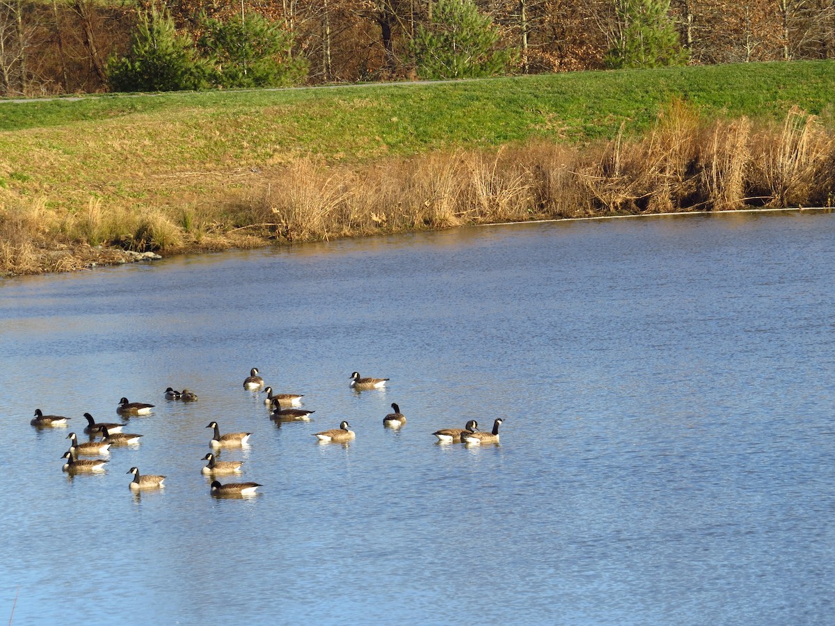 Canada Goose - ML292422921