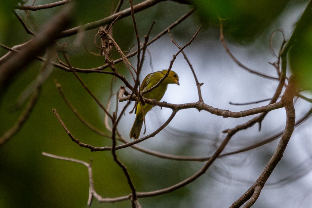 Yellow-backed Tanager - ML292423261