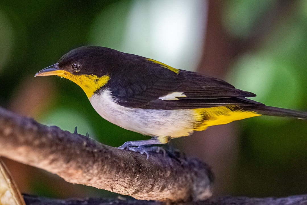 Yellow-backed Tanager - ML292423271
