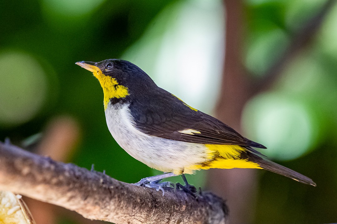 Yellow-backed Tanager - ML292423281