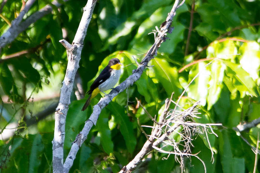 Yellow-backed Tanager - ML292423291