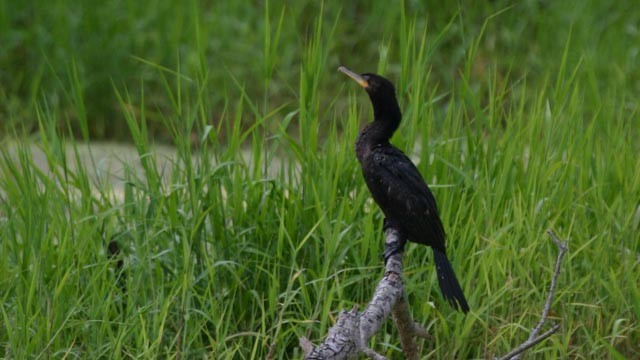 Neotropic Cormorant - ML292426021