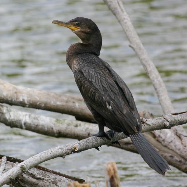 Neotropic Cormorant - ML292426111