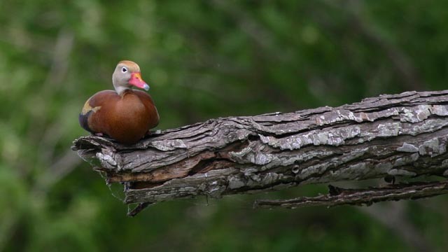 Black-bellied Whistling-Duck (fulgens) - Robert Tizard