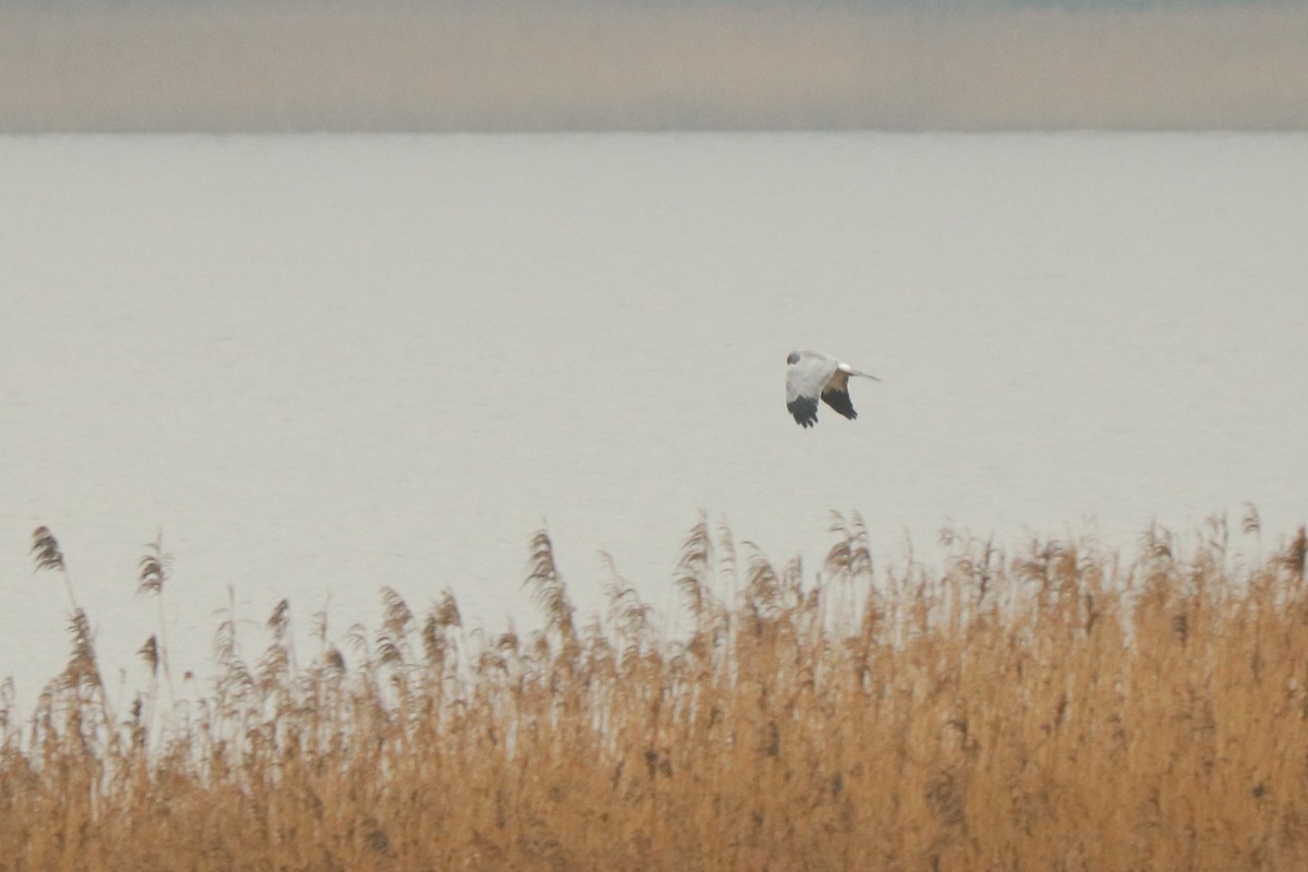 Hen Harrier - Letty Roedolf Groenenboom