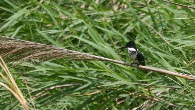 Green Kingfisher - ML292426231