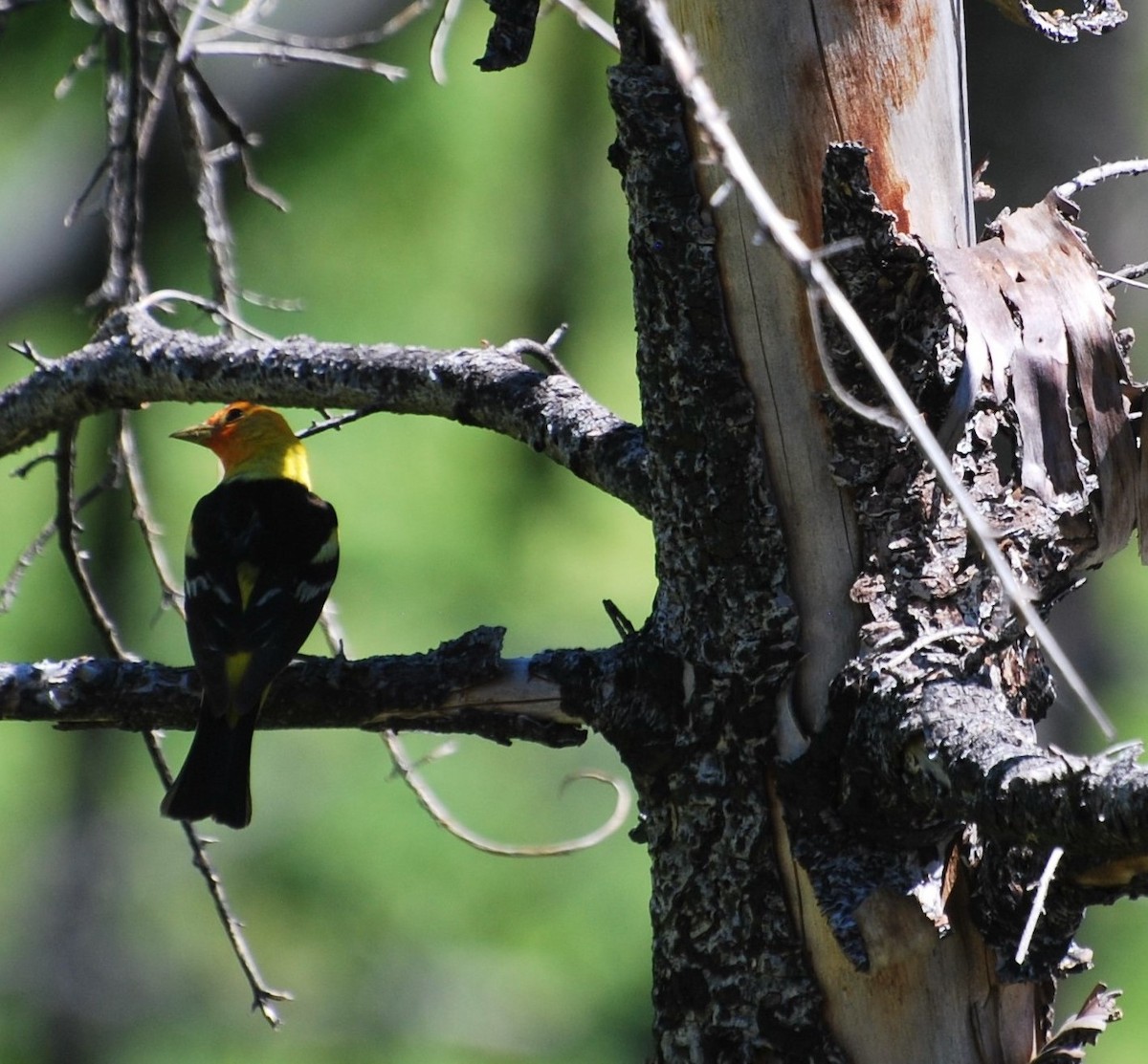 Western Tanager - ML292426891