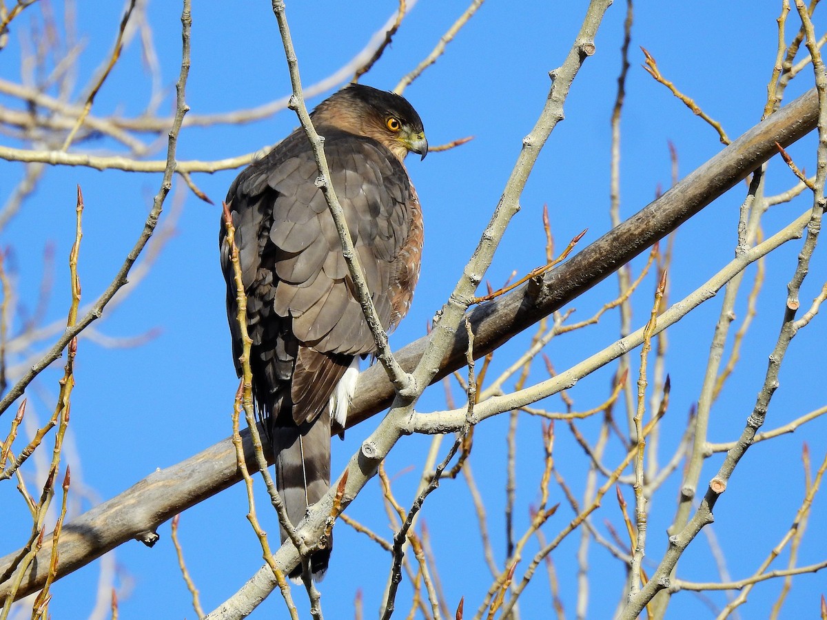 Cooper's Hawk - ML292426991