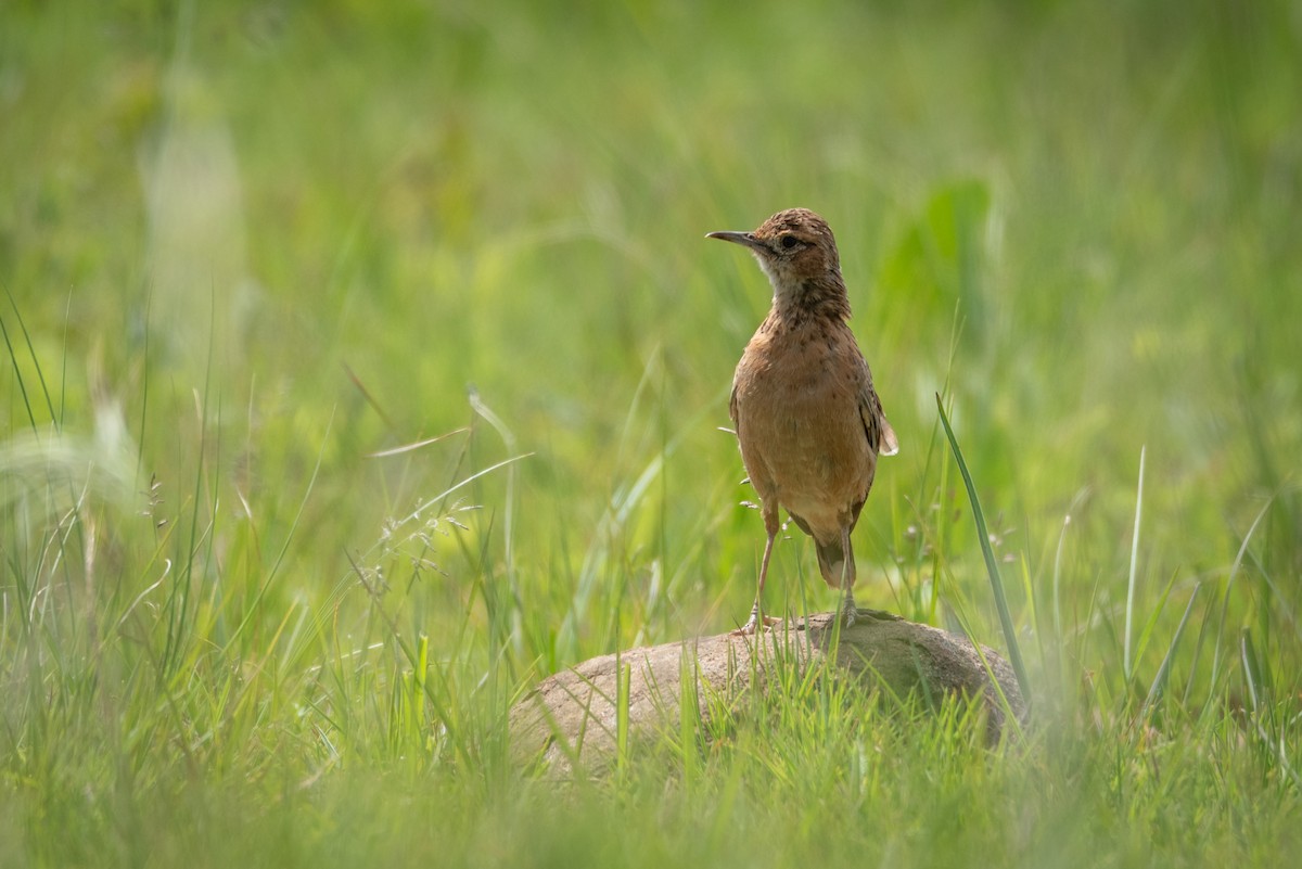 Alouette éperonnée (groupe albofasciata) - ML292427391