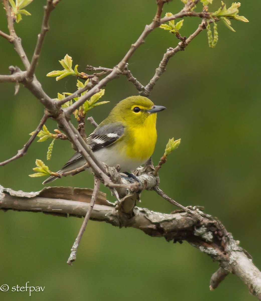 Yellow-throated Vireo - ML29242741