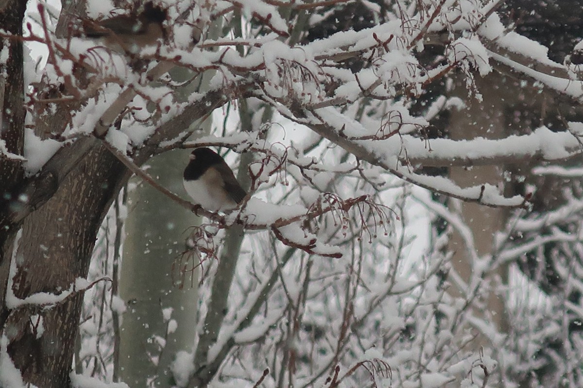 Dark-eyed Junco (Pink-sided) - ML292429341