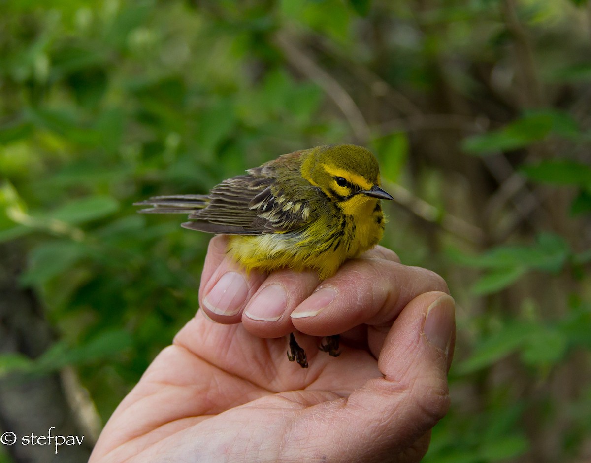 Prairie Warbler - Stefanie Paventy