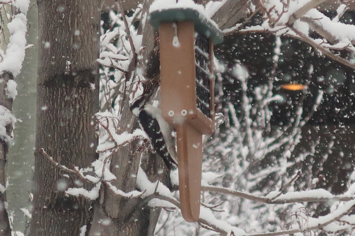 Downy Woodpecker - ML292429471