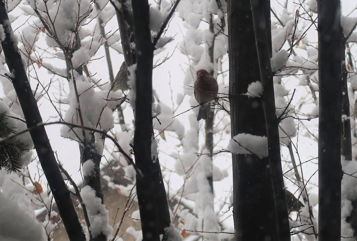 House Finch - ML292429601