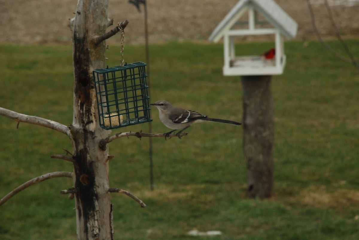 Northern Mockingbird - ML292429981