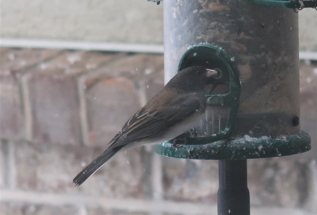 Dark-eyed Junco (Pink-sided) - ML292430061