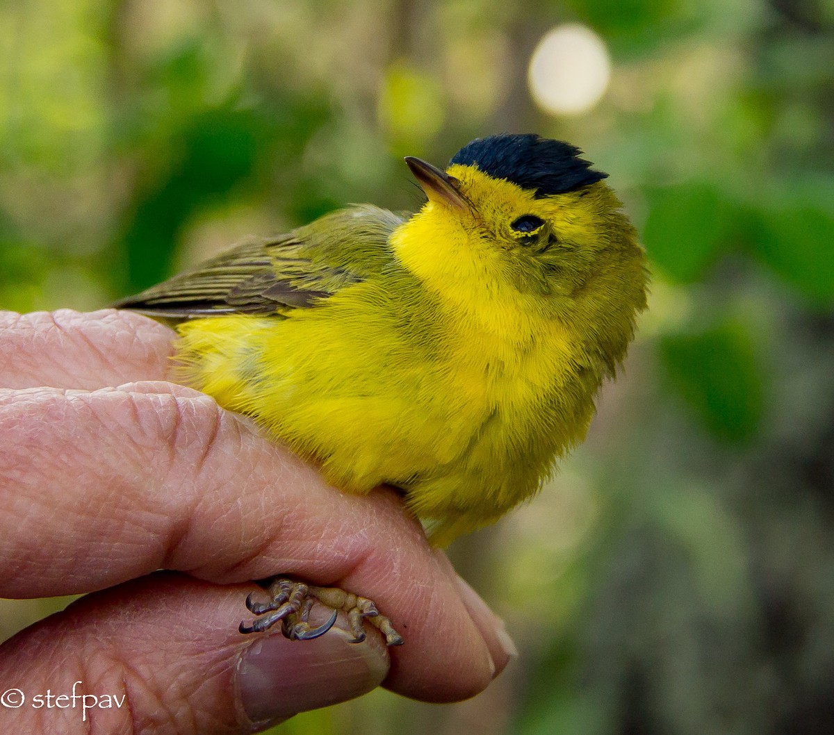 Wilson's Warbler - Stefanie Paventy