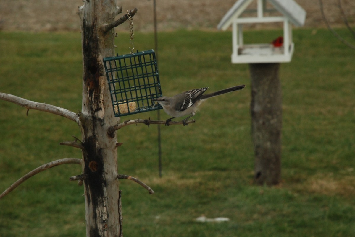 Northern Mockingbird - Javin Blake