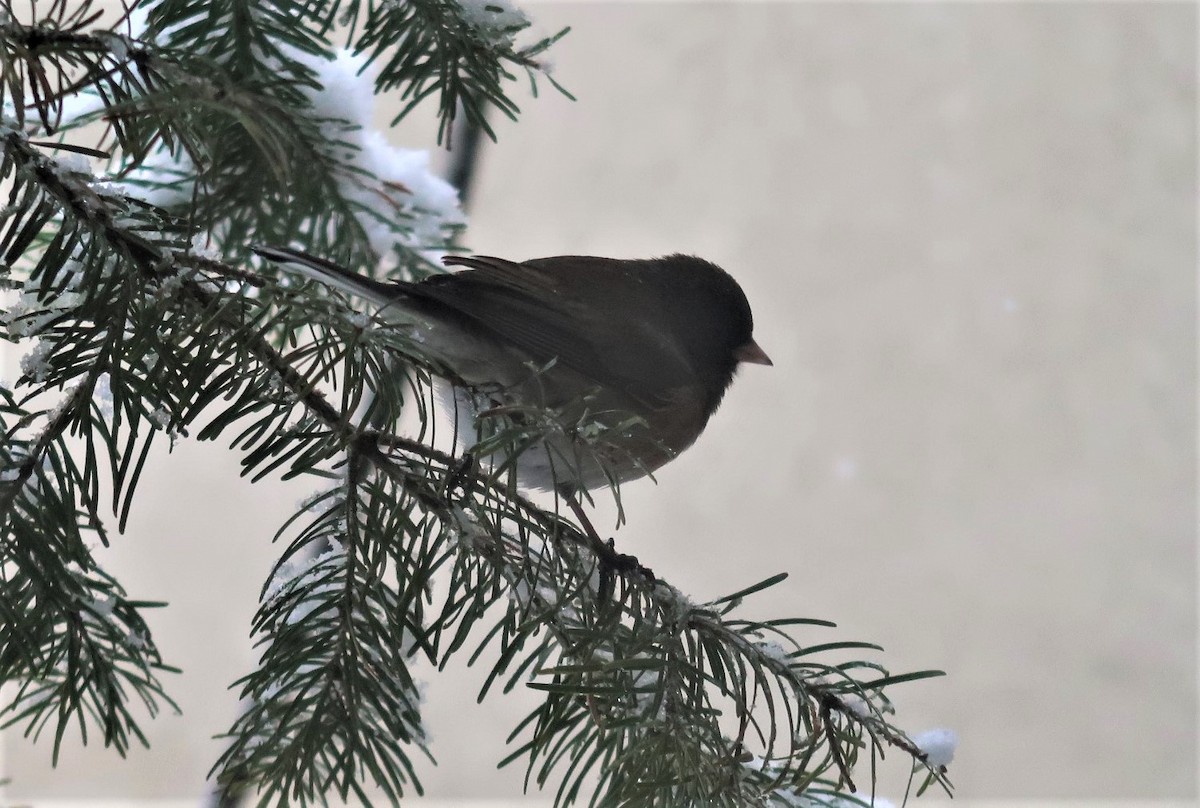 Dark-eyed Junco (Pink-sided) - Laura Voight