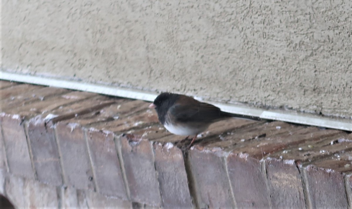 Dark-eyed Junco (Pink-sided) - Laura Voight