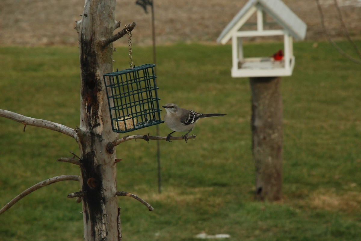 Northern Mockingbird - ML292430581