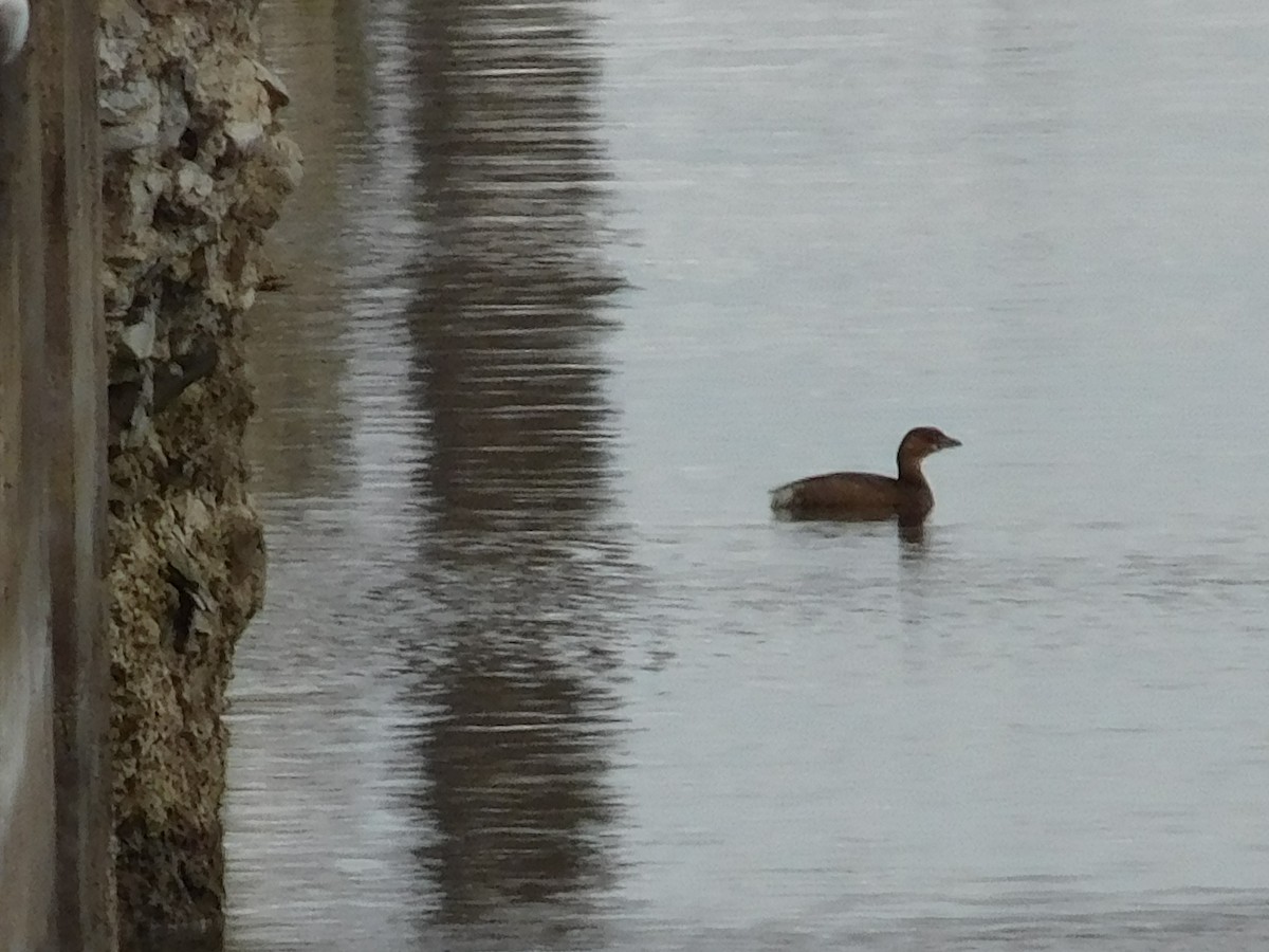 Pied-billed Grebe - ML292430601