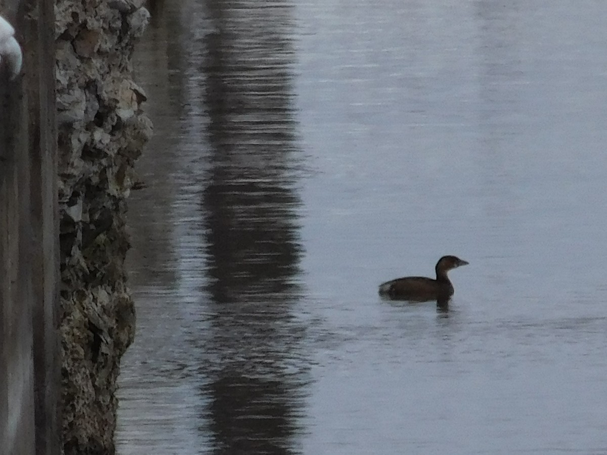 Pied-billed Grebe - William Irwin