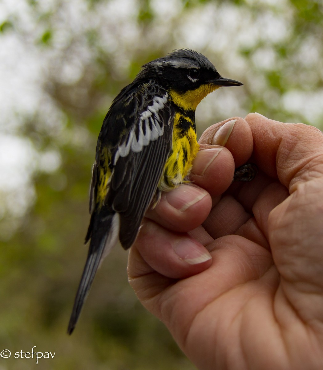 Magnolia Warbler - Stefanie Paventy