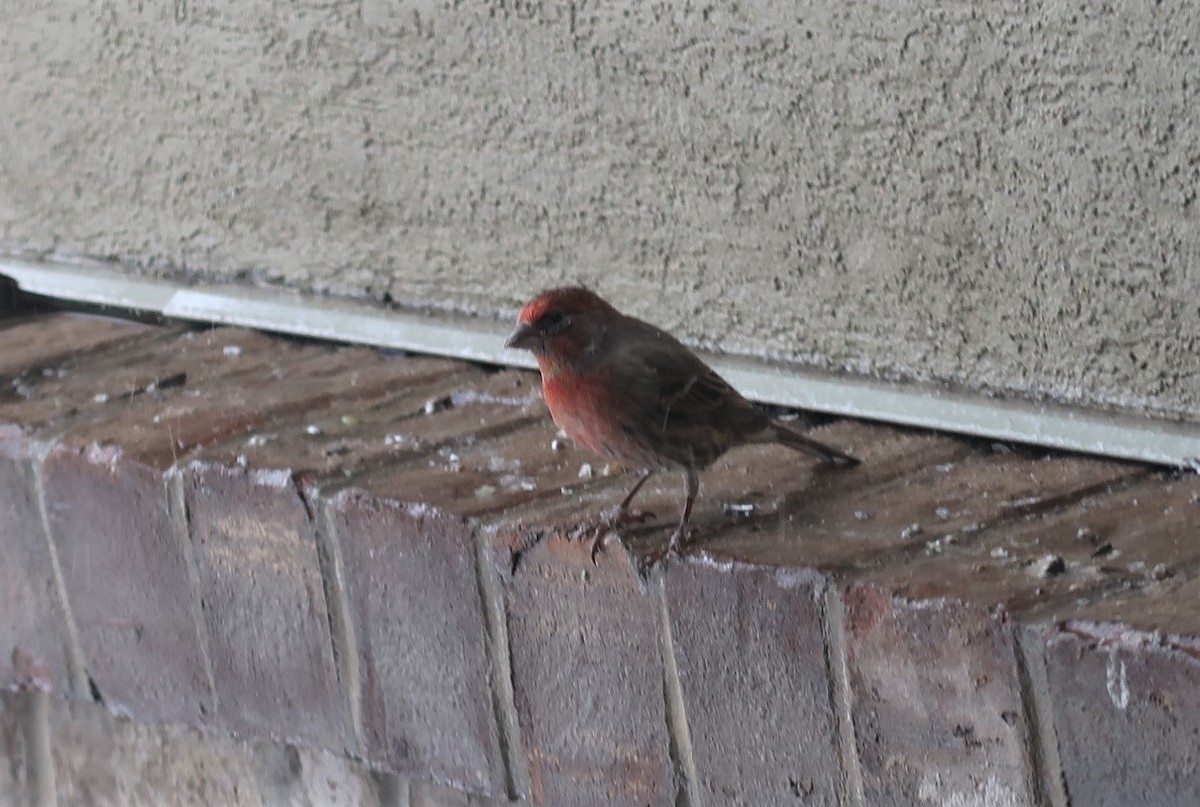 House Finch - ML292430731