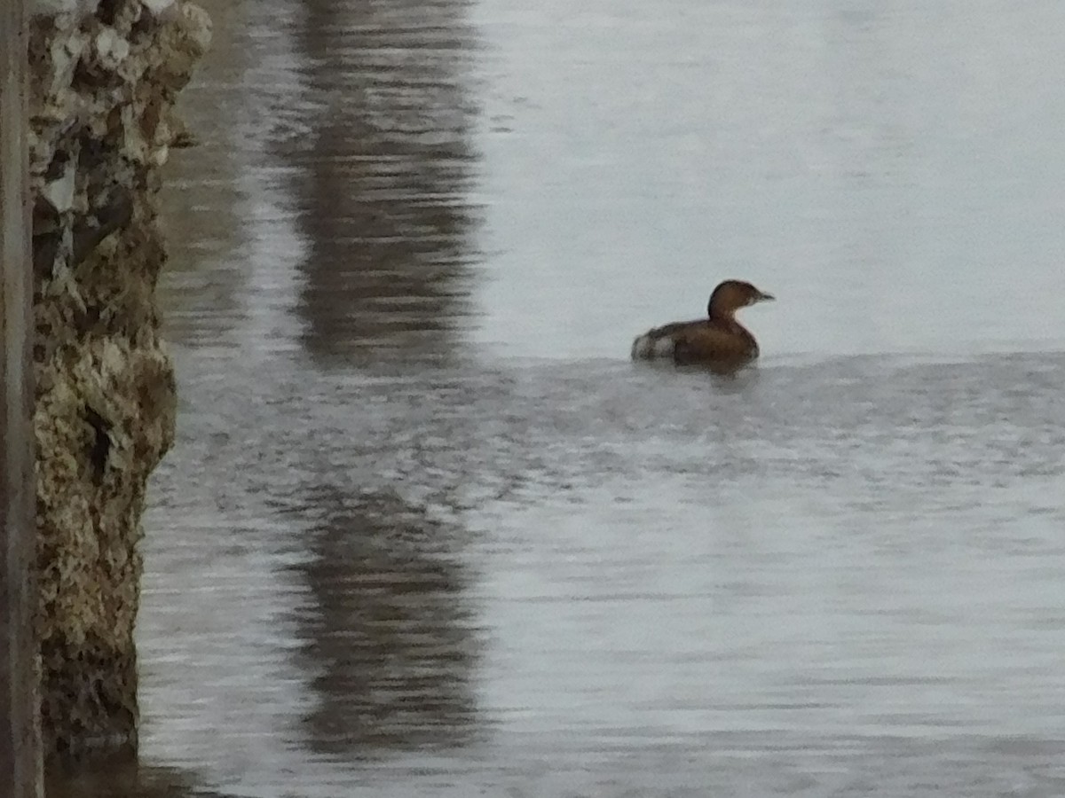 Pied-billed Grebe - ML292430741