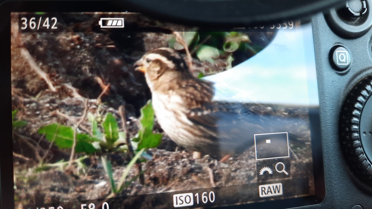 Rock Sparrow - ML292431951