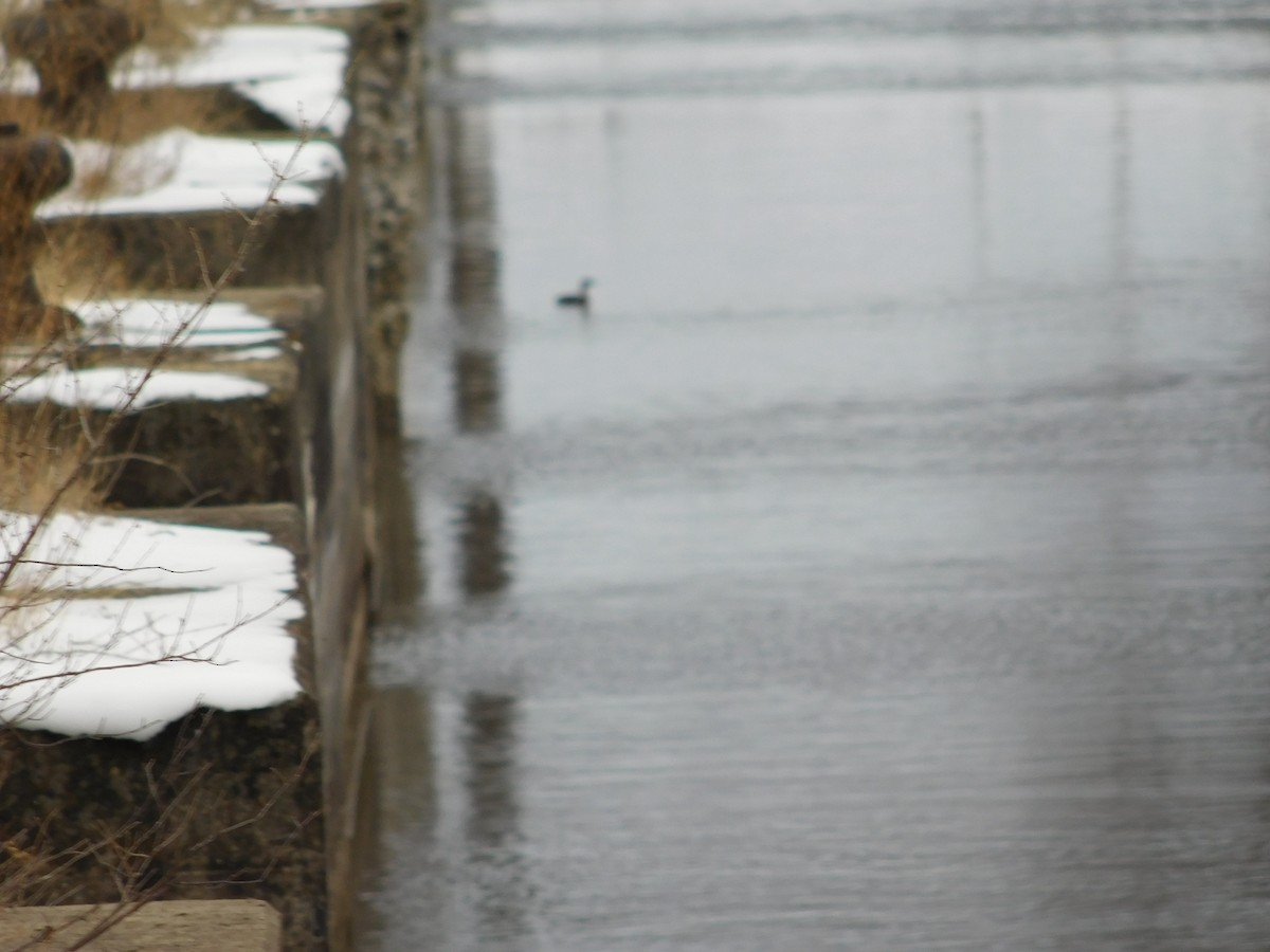 Pied-billed Grebe - ML292431971